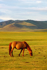 Image showing Horse on grasslands