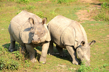 Image showing Rhino