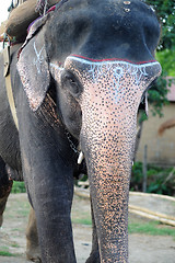 Image showing Closeup view of an Asian elephant