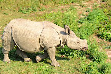 Image showing Rhino