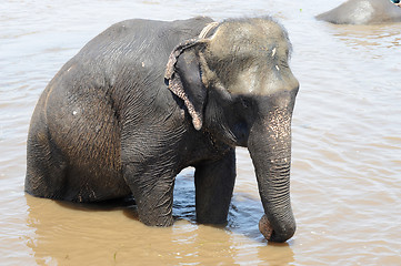 Image showing Elephant bathing in river