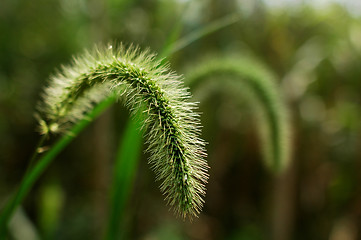 Image showing Herb of green bristle grass