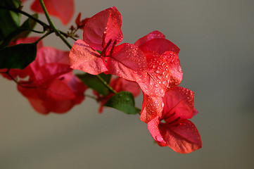 Image showing Bougainvillea spectabilis wind with dewdrops