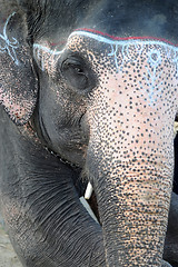 Image showing Closeup view of an Asian elephant