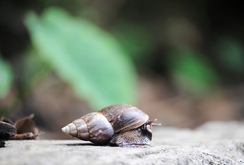 Image showing Snail on rock