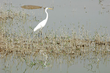 Image showing White heron bird at a lake