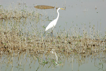 Image showing White heron bird at a lake