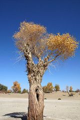 Image showing Landscape of a tree with golden leaves in autumn