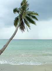 Image showing palm