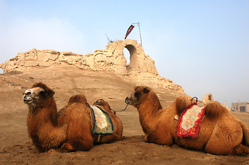 Image showing Camels at the relics of an ancient castle