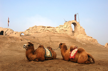 Image showing Camels at the relics of an ancient castle