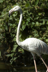 Image showing flamingo