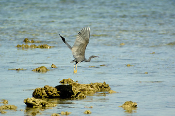 Image showing heron