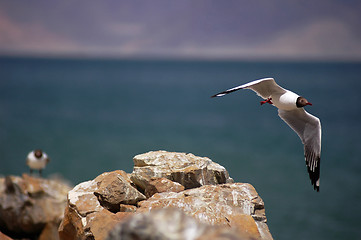 Image showing Flying seagull 