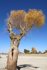 Image showing Landscape of a tree with golden leaves in autumn