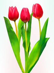 Image showing Three tulips. EPS 8