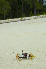 Image showing crab