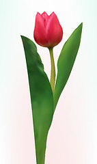 Image showing Tulip flower isolated. EPS 8