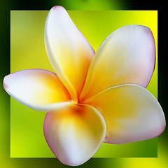 Image showing Frangipani Plumeria flower. EPS 8