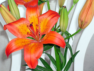 Image showing Lily