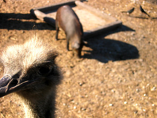 Image showing ostrich and pig