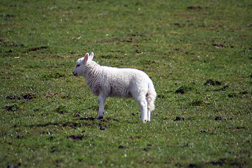 Image showing Lamb