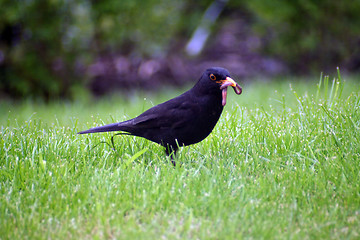 Image showing Blackbird in grass