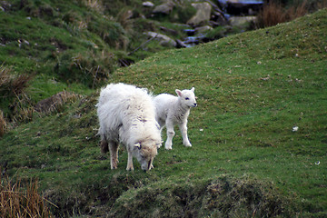 Image showing Ewe with lamb
