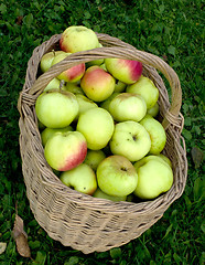 Image showing Molly with apples.