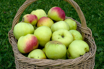 Image showing Basket with apples.