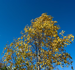 Image showing birch