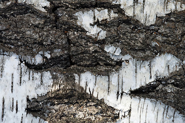 Image showing Birch bark.