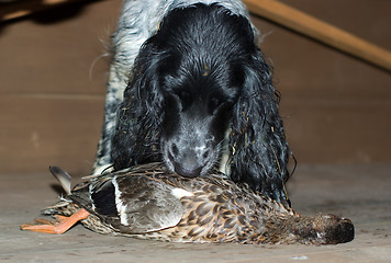 Image showing Dog and the gamebird.