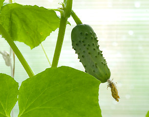 Image showing Cucumber on a branch.