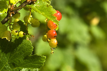 Image showing northern red currant