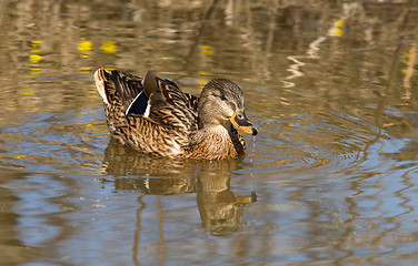 Image showing Wild Duck.