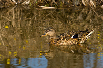 Image showing Wild Duck.