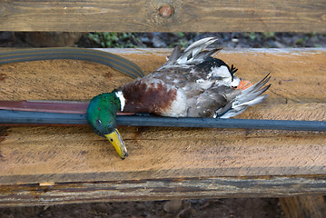 Image showing The hunting still-life.