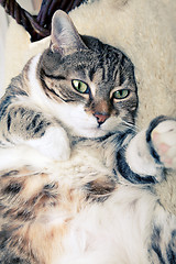 Image showing Fat Cat