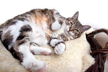 Image showing Fat Cat