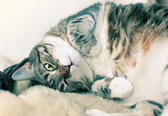 Image showing Fat Cat