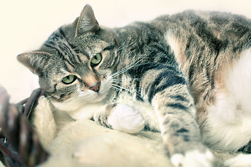 Image showing Fat Cat