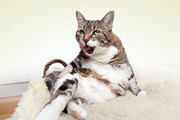 Image showing Fat Cat