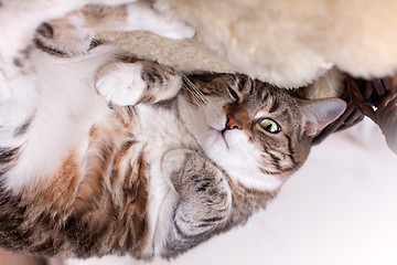 Image showing Fat Cat