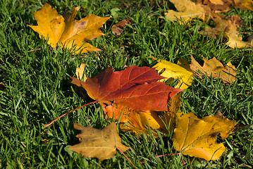 Image showing Autumn leaves