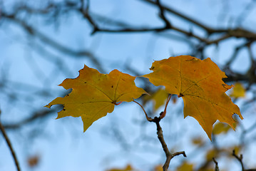 Image showing Yellow maple leaves