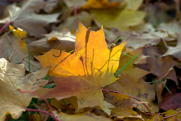 Image showing Autumn leaves