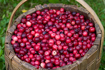 Image showing Cranberry crop in a basket.