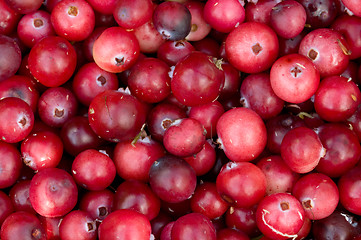 Image showing Background from cranberry berries.