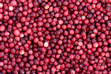 Image showing Fresh cranberry.